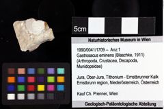 Foto (Objket + Etiketten) von ? Magila sp. 